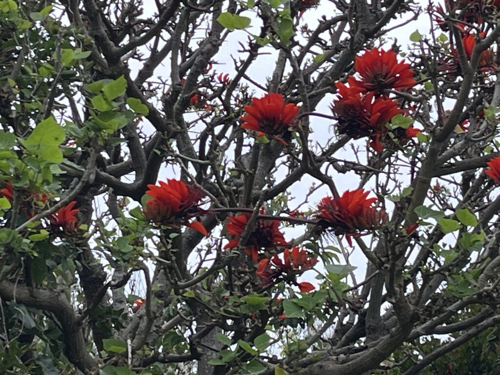 ハイビスカスの木