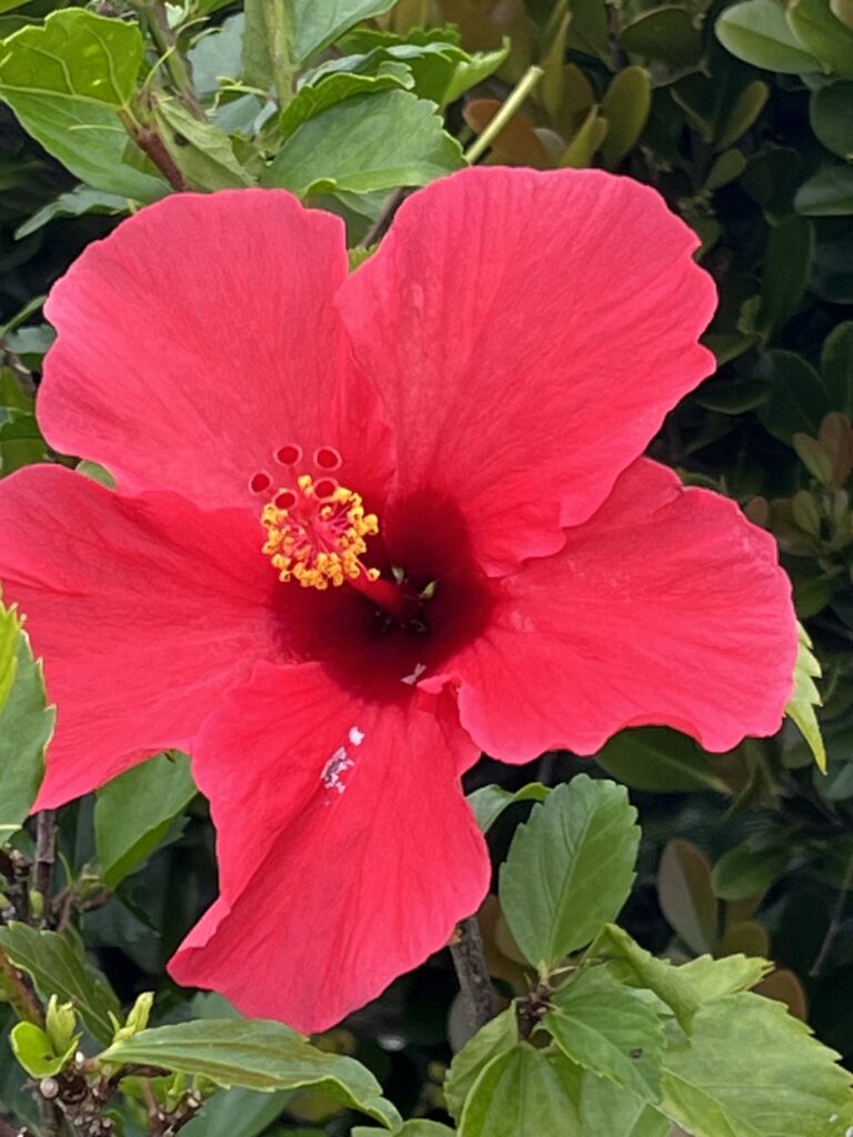 満開のハイビスカス