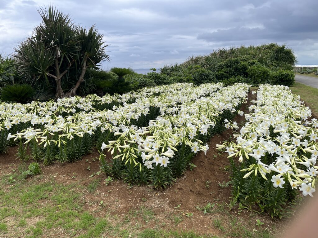 伊江島　リリーフィールド公園　鉄砲ユリ