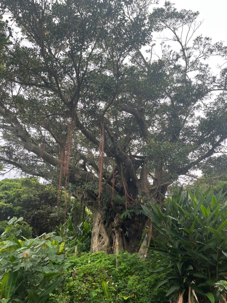 伊江島　映画「木の上の軍隊」で使われたガジュマルの大樹